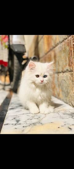persian odd eye kitten