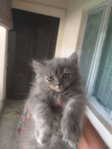 Persian semi punch face cat pair and female 1