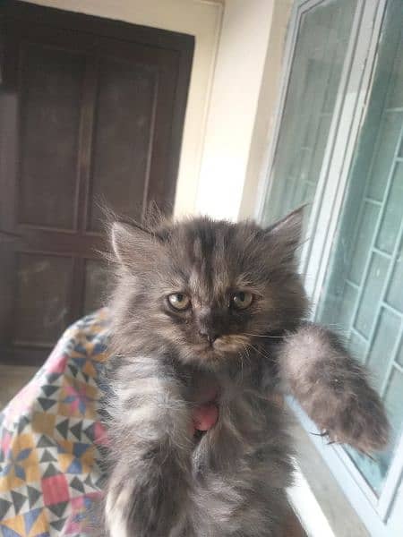 Persian semi punch face cat pair and female 6