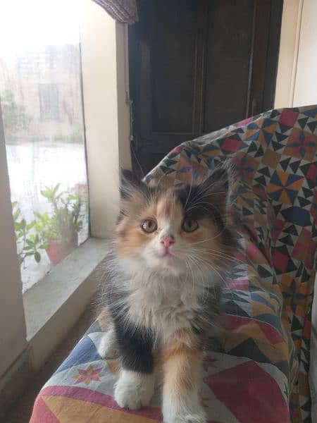 Persian semi punch face cat pair and female 8