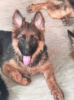 GSDCP PINK PEDIGREE FEMALE PUPPY LONG COAT 0