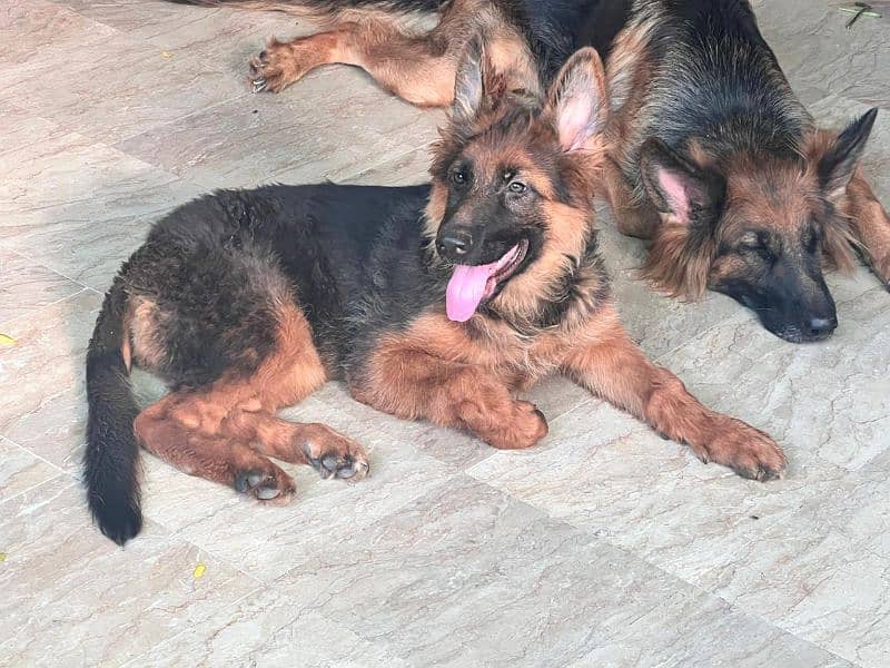 GSDCP PINK PEDIGREE FEMALE PUPPY LONG COAT 1