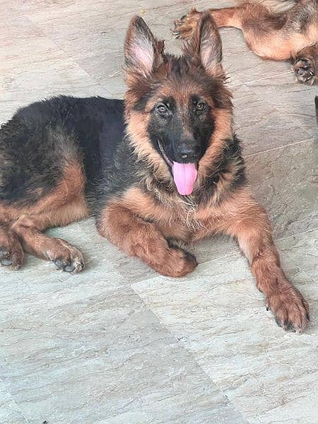GSDCP PINK PEDIGREE FEMALE PUPPY LONG COAT 2