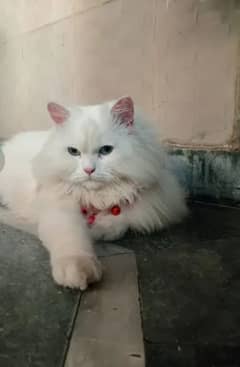 Persian female cat 0