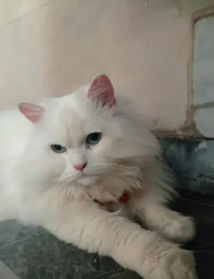 Persian female cat 3