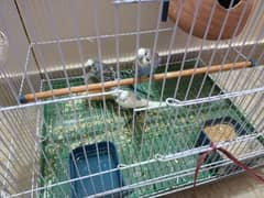 Australian Budgies For Sell with Cage 0