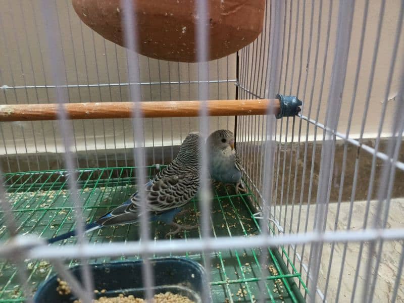 Australian Budgies For Sell with Cage 1