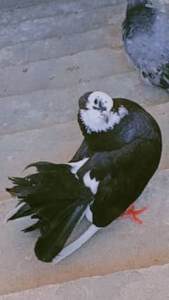 Kabootar fancy black and white pigeon