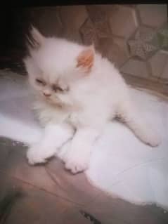 Persian kitten cat