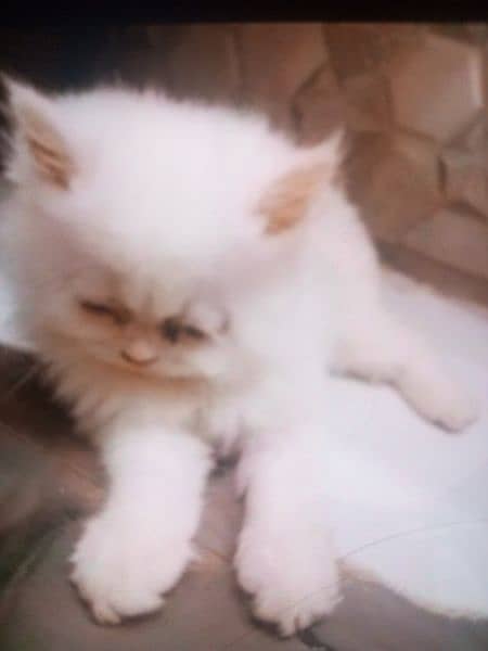 Persian kitten cat 3