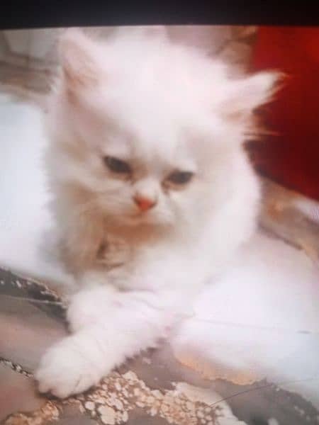 Persian kitten cat 5