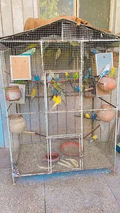 budgies for sale 0