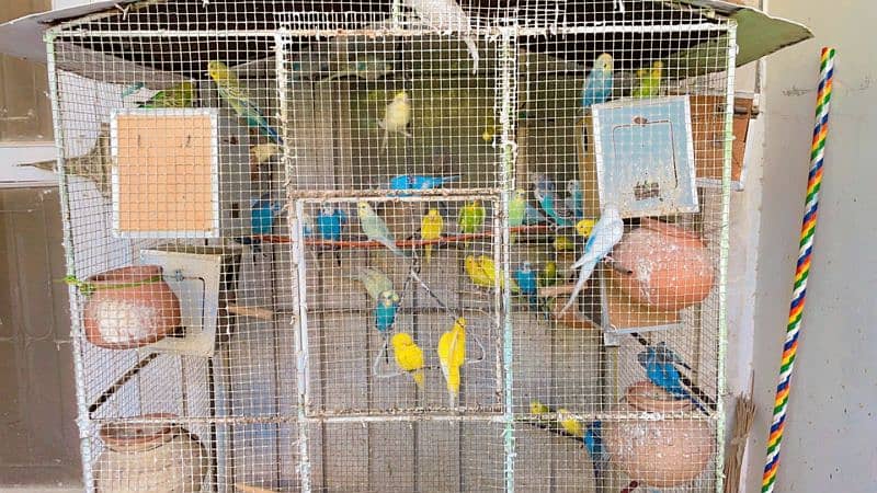 budgies for sale 1