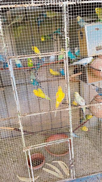 budgies for sale 3