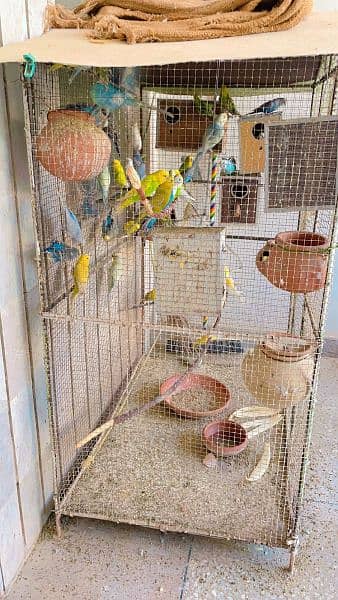 budgies for sale 5