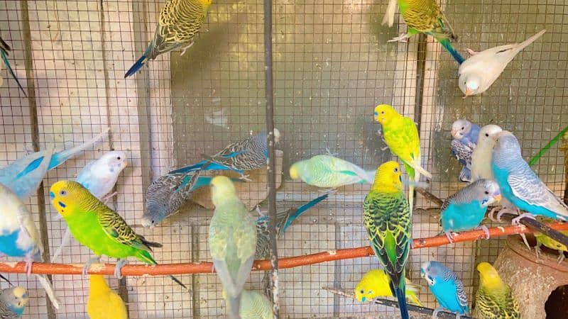 budgies for sale 6
