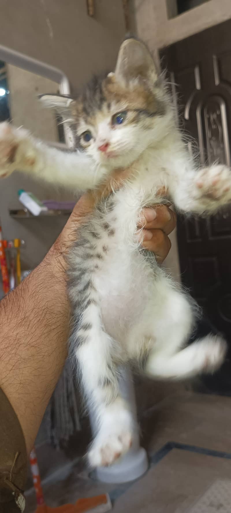 kitten available for sale 1