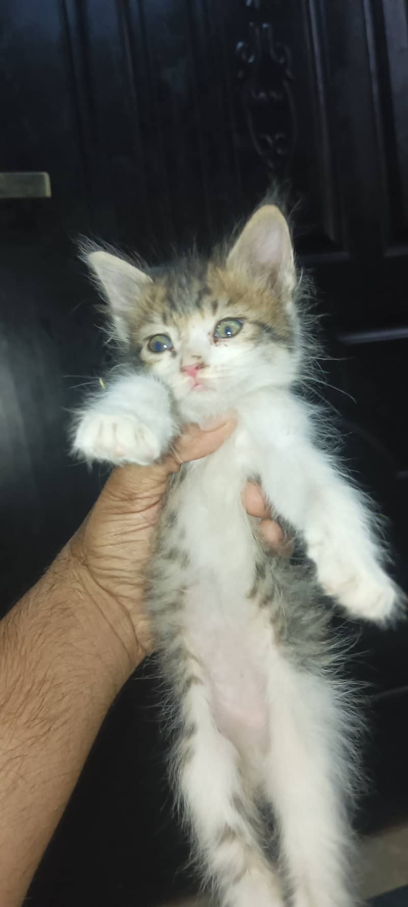 kitten available for sale 3