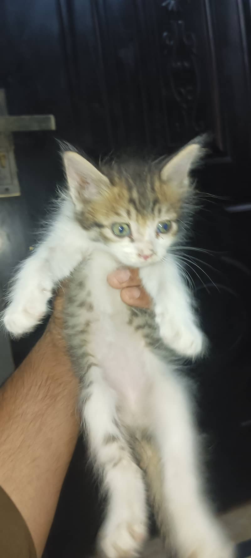 kitten available for sale 4