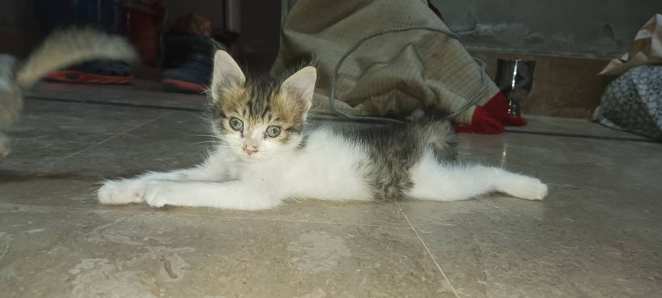 kitten available for sale 5