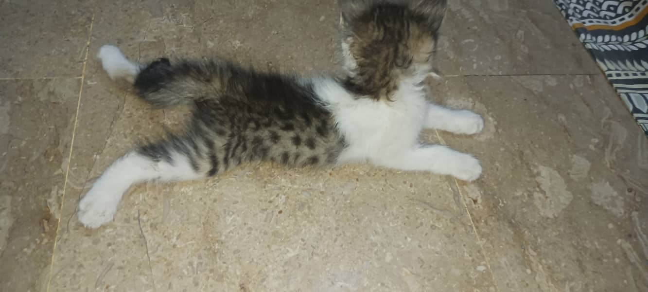 kitten available for sale 6