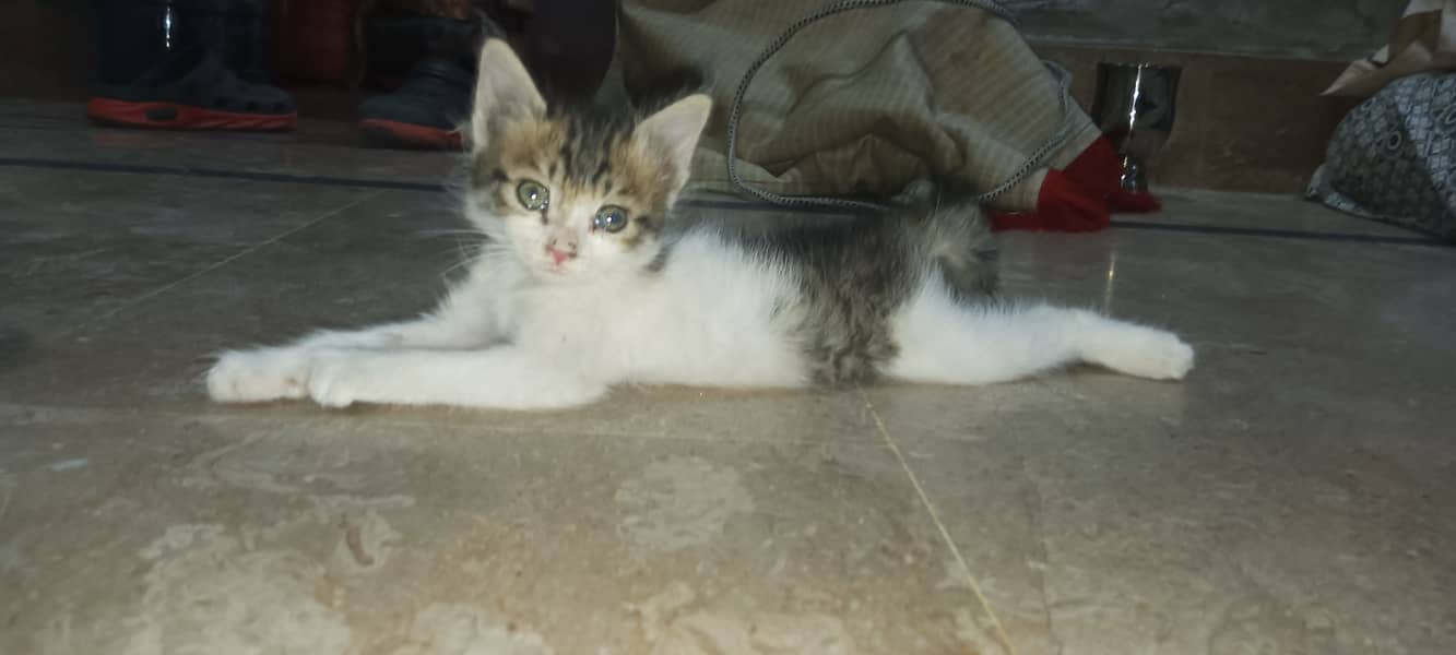kitten available for sale 7