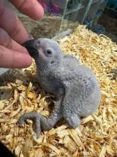 grey parrot baby /03156376925