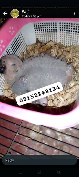 grey parrot baby /03156376925 1