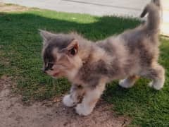 Persian cat male 1 month