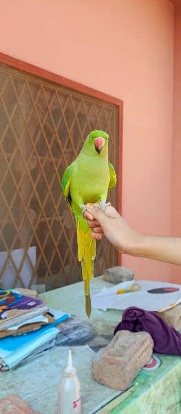 Ringneck Parrot 1