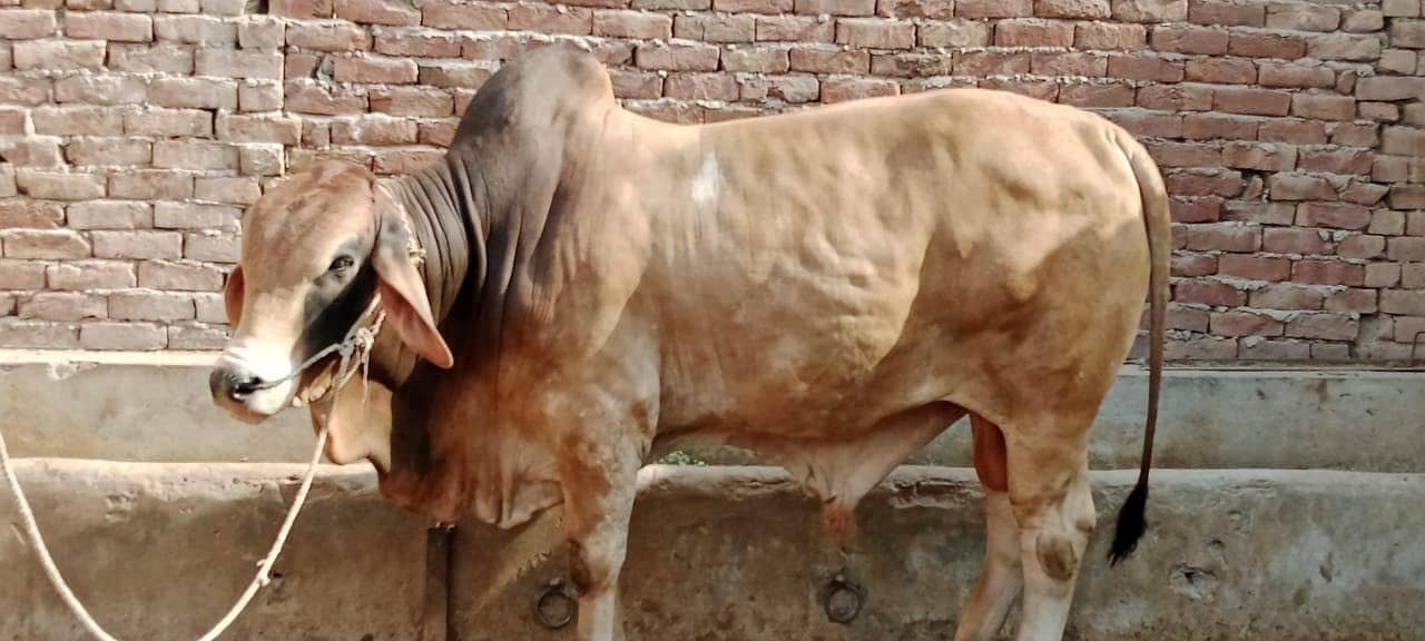 Wacha / Qurbani ka janwar / Bull / wachra / Desi bulls / Donda bull 4