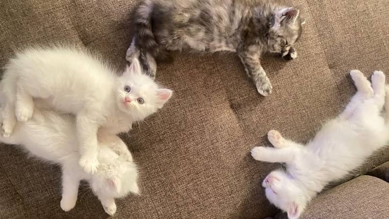 persian kitten and cat for sale 4