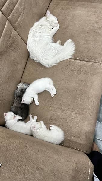 persian kitten and cat for sale 5
