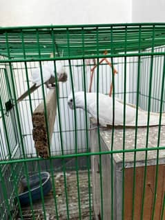 1 PAIR OF BREADER || WITH FREE CAGE || COCKTIEL PARROTS ||
