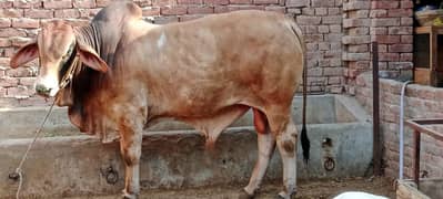 Wacha / Qurbani ka janwar / Bull / wachra / Desi bulls / Donda bull