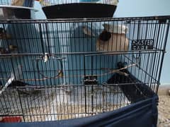 Finches, dove, banglies,Cage