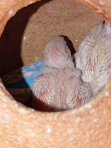 Mix Beautiful and pure white budgies 2