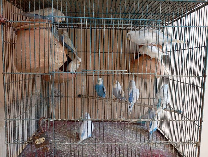 Mix Beautiful and pure white budgies 10