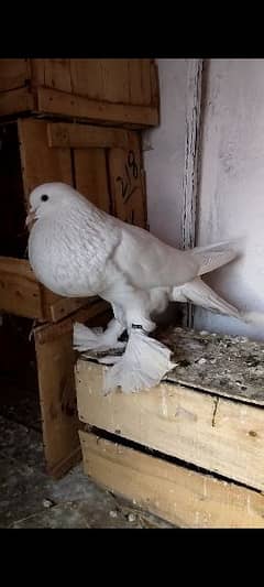 GuBara Pigeon Pair Jabbo Full Size