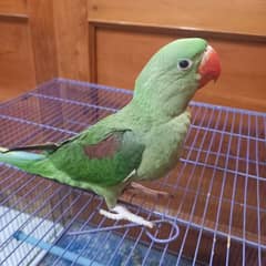 Green Raw parrot 3.5 to 4 months age hai