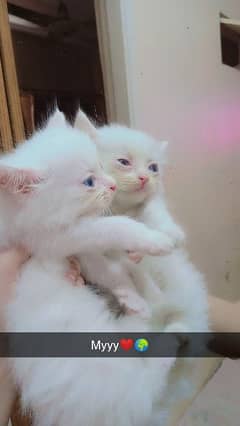 Male kittens