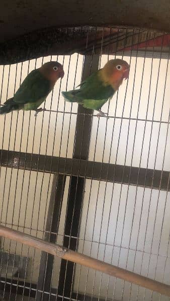 love birds and budgies for sale 1