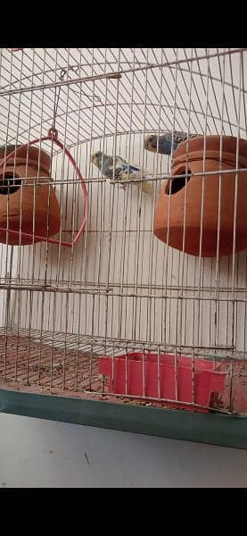 love birds and budgies for sale 2