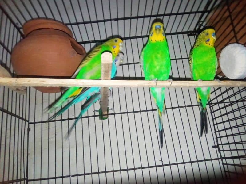 love birds and budgies for sale 3