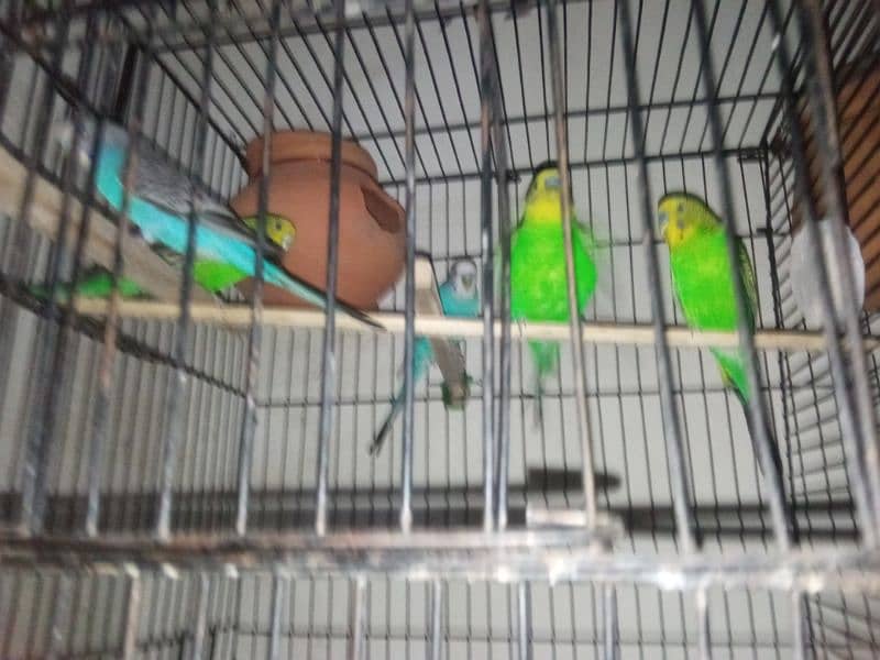 love birds and budgies for sale 4