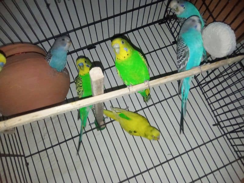 love birds and budgies for sale 5
