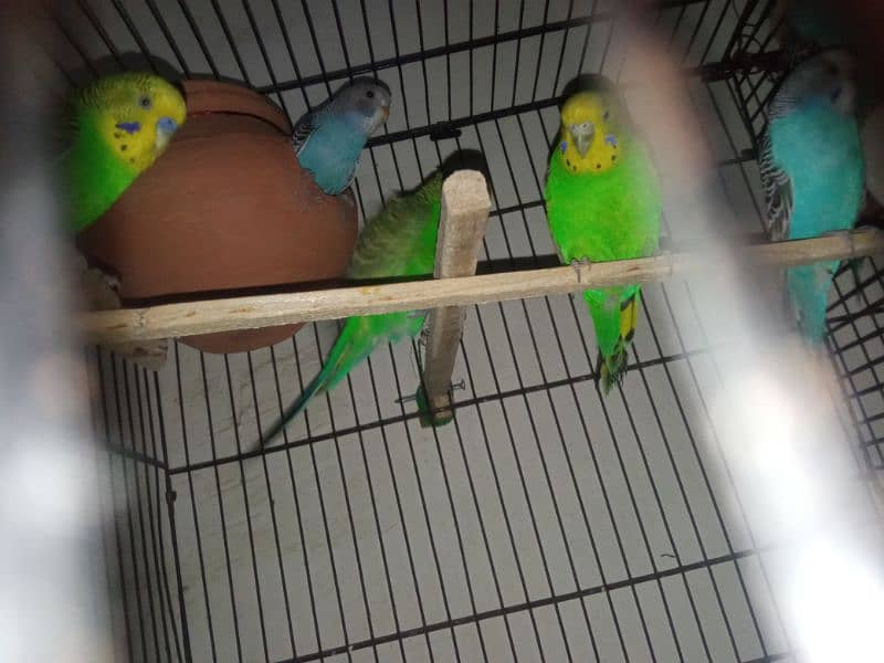 love birds and budgies for sale 6