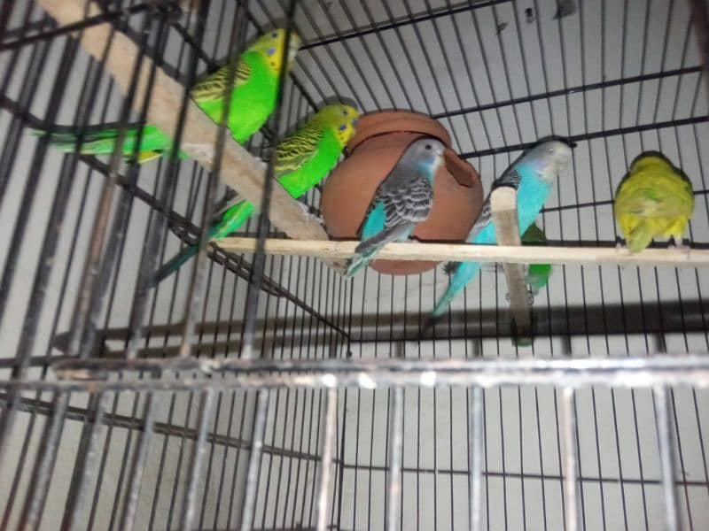 love birds and budgies for sale 7