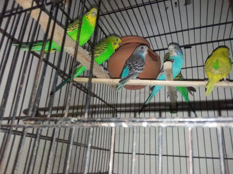 love birds and budgies for sale 8