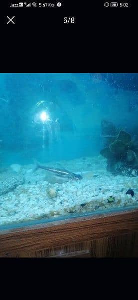 Fish /Aquarium 2